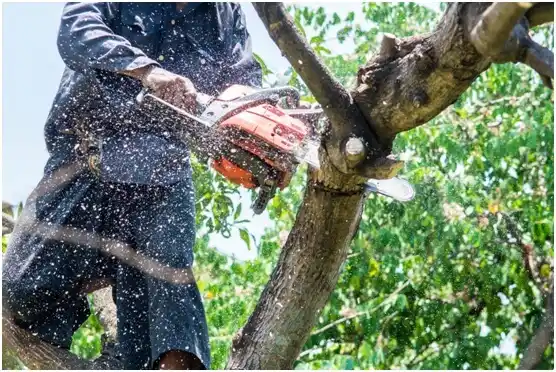 tree services Verona